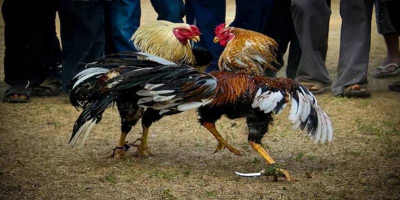 Sơ lược về thể loại đá gà cựa sắt kịch tính