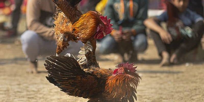 Đá Gà Cựa Tròn - Hình Thức Gà Đá Gay Cấn, Hấp Dẫn